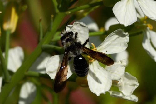 Andrena cineraria